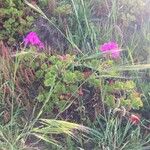 Pelargonium cucullatum Vekstform