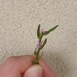 Lythrum hyssopifolia Õis