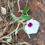 Ipomoea spathulataᱥᱟᱠᱟᱢ