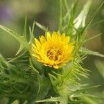 Scolymus maculatus 花