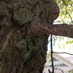 Quercus velutina Corteccia