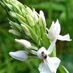 Dactylorhiza maculata Квітка