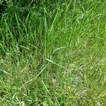 Elytrigia x laxa Likasa
