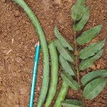 Bobgunnia fistuloides Fruto