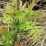 Sorbaria sorbifolia Leaf