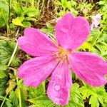 Geranium endressiiBlomst