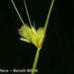 Carex bohemica Плід