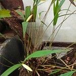 Sobralia bletiae Leaf