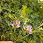 Medicago sativaफूल