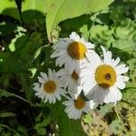 Leucanthemum vulgareപുഷ്പം