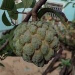 Annona squamosa Vrucht