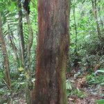 Podocarpus guatemalensis Plante entière