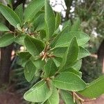 Spirostachys africana Leaf