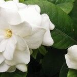 Gardenia jasminoides Virág