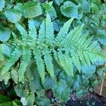 Dryopteris expansa Leaf