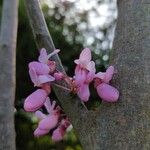 Cercis siliquastrum花