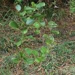 Smilax anceps 整株植物