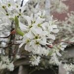 Amelanchier × grandiflora Цвят