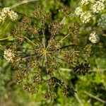 Peucedanum oreoselinum Fruit