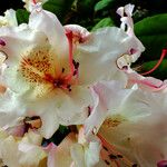 Rhododendron aureum Цвят