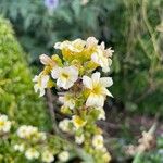 Sisyrinchium striatum Fleur