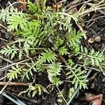 Cotula australis Leaf