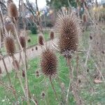 Dipsacus laciniatus Fruto