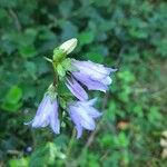 Campanula tracheliumКветка