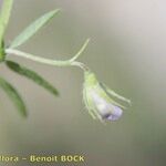 Vicia lentoides Gyümölcs