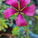 Malope trifida Kwiat