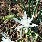 Pancratium maritimumফুল