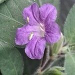 Ruellia longepetiolata Цвят