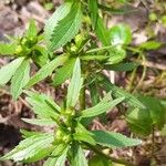 Ranunculus cassubicusFeuille