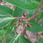 Lonicera maackii Fruto