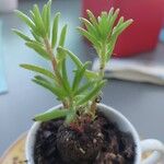 Portulaca pilosa Fuelha