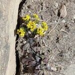 Alyssum alpestre Yaprak