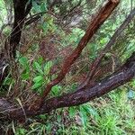 Juniperus brevifolia Žievė