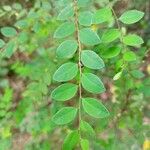 Phyllanthus moramangicus Blad