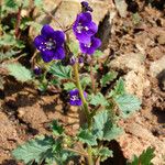 Phacelia parryi Агульны выгляд