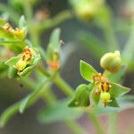 Euphorbia sulcata Blodyn