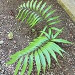 Ceratozamia mexicana Hoja