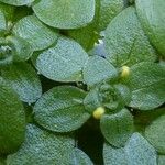 Callitriche brutia Mosusu