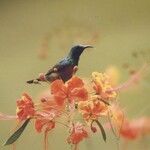 Caesalpinia pulcherrimaFlor