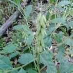 Crotalaria mitchellii Фрукт