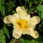 Sida acuta Blüte