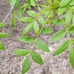 Fraxinus angustifoliaЛист