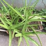 Aloe maculataЛист