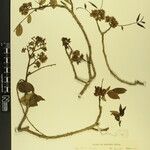 Zanthoxylum oxyphyllum Otro