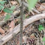 Rosa laevigata Bark