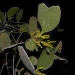 Phoradendron robustissimum Frunză